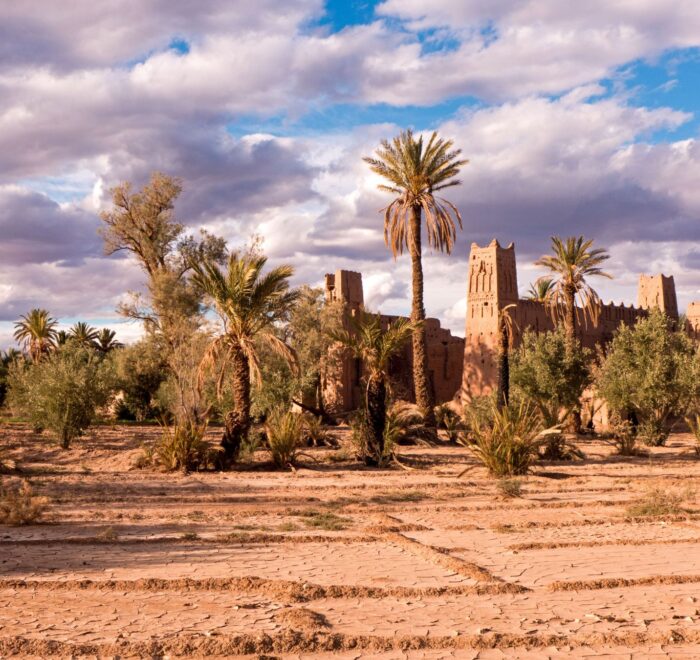 Skoura oasis palm grove in Morocco, showcasing rows of vibrant palm trees and greenery