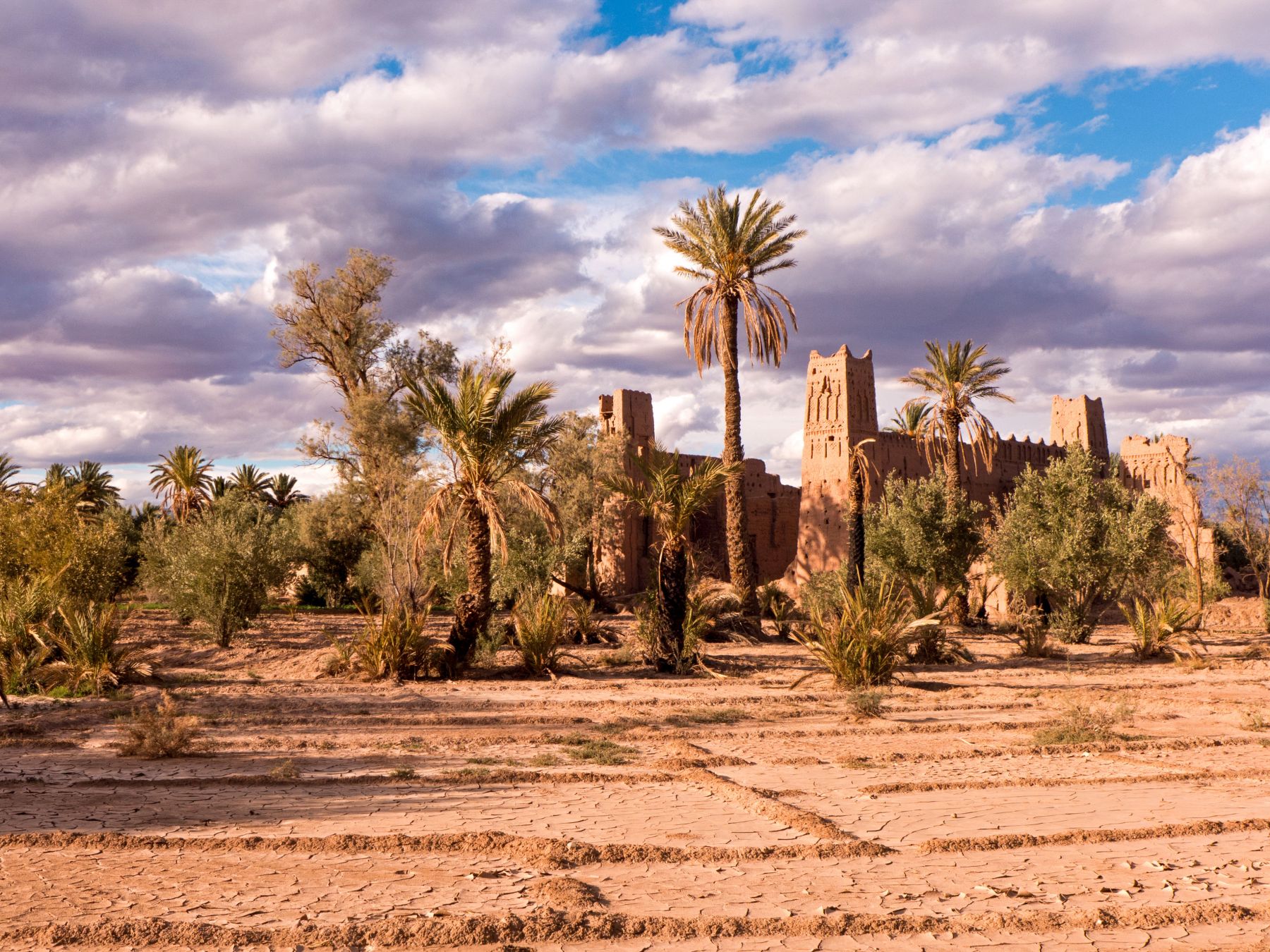 Skoura oasis palm grove in Morocco, showcasing rows of vibrant palm trees and greenery