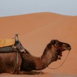 21 Days Morocco Tours from casablanca