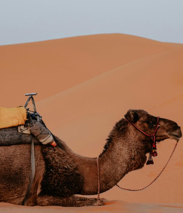 21 Days Morocco Tours from casablanca