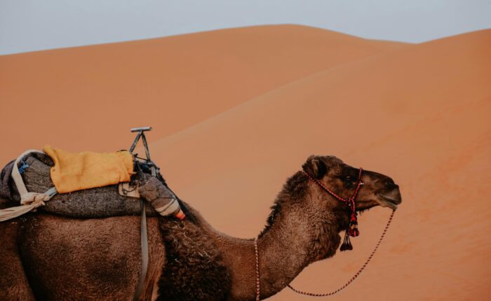 21 Days Morocco Tours from casablanca